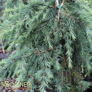 FEELIN' BLUE WEEPING DEODAR CEDAR