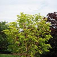 BENI KAWA CORAL BARK UPRIGHT JAPANESE MAPLE