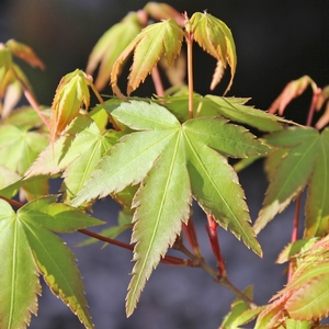 KIYOHIME UPRIGHT JAPANESE MAPLE