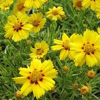 TEQUILA SUNRISE TICKSEED