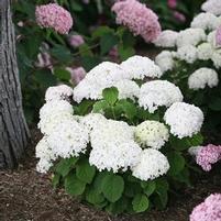 INVINCIBELLE® WEE WHITE HYDRANGEA