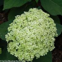 LIME RICKEY® HYDRANGEA