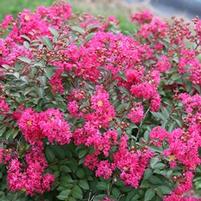 INFINITINI WATERMELON® CRAPEMYRTLE