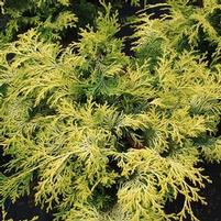 RAY OF LIGHT™ FALSE CYPRESS