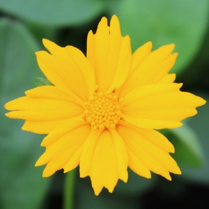 MOUSE EAR TICKSEED