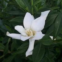 FROST PROOF GARDENIA