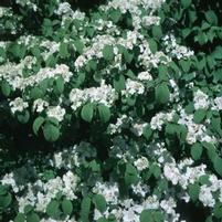 SHASTA VIBURNUM