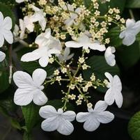 WABI-SABI® DOUBLEFILE VIBURNUM