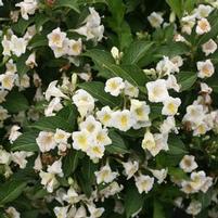 CZECHMARK SUNNY SIDE UP® WEIGELA
