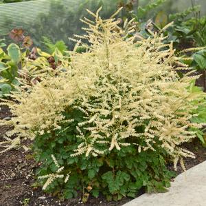 CHANTILLY LACE GOATSBEARD
