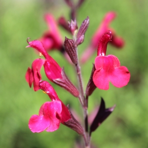 FURMAN'S RED AUTUMN SAGE