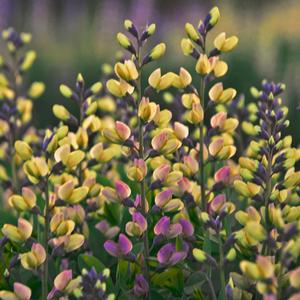 DECADENCE® DELUXE PINK LEMONADE FALSE INDIGO