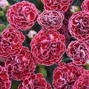 FRUIT PUNCH® CHERRY VANILLA DIANTHUS
