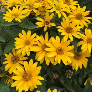 TUSCAN GOLD™ FALSE SUNFLOWER