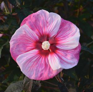 SUMMERIFIC® CHERRY CHOCO LATTE HARDY HIBISCUS