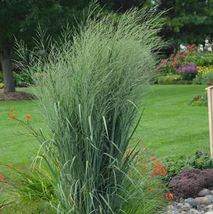 PRAIRIE WINDS® TOTEM POLE SWITCH GRASS