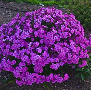 CLOUDBURST GARDEN PHLOX
