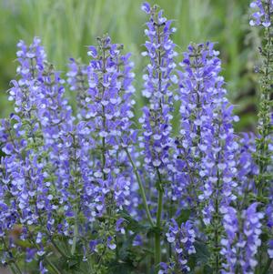 COLOR SPIRES® AZURE SNOW MEADOW SAGE