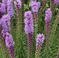 BLAZING STAR GAYFEATHER