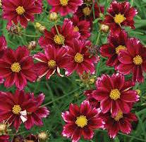MERCURY RISING TICKSEED