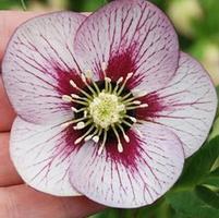 PINK FIZZ LENTEN ROSE