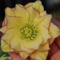 SUNSHINE RUFFLES LENTEN ROSE