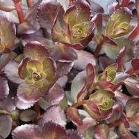TOUCHDOWN TEAK SEDUM