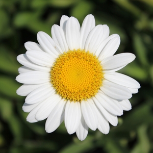 BECKY SHASTA DAISY