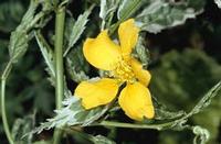 JAPANESE ROSE (PICTA)