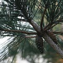 MAJESTIC BEAUTY® JAPANESE BLACK PINE