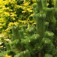 THUNDERHEAD JAPANESE BLACK PINE