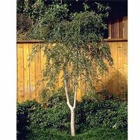 WEEPING YAUPON HOLLY