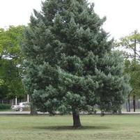 BLUE STEEL™ ARIZONA CYPRESS