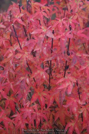 WILSON'S PINK DWARF UPRIGHT JAPANESE MAPLE
