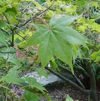 ICHIGYOJI UPRIGHT JAPANESE MAPLE