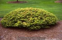 TAMA HIME DWARF UPRIGHT JAPANESE MAPLE