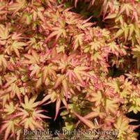 KOTO MARU DWARF UPRIGHT JAPANESE MAPLE