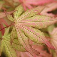 AKA SHIGITATSU SAWA UPRIGHT JAPANESE MAPLE