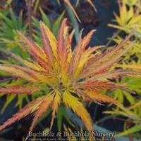 EAGLE CLAW UPRIGHT JAPANESE MAPLE