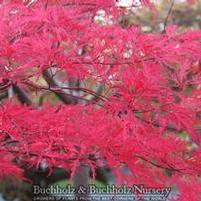 WATNONG DWARF WEEPING JAPANESE MAPLE