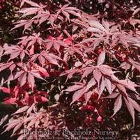 SUMINAGASHI UPRIGHT JAPANESE MAPLE