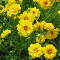 SUNRAY TICKSEED