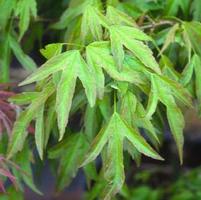 MINO YATSUBUSA TRIDENT MAPLE