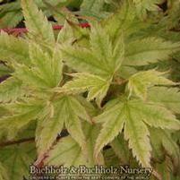 CORAL PINK UPRIGHT JAPANESE MAPLE