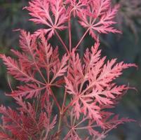 EMMA WEEPING JAPANESE MAPLE