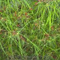 FAIRY HAIR DWARF UPRIGHT JAPANESE MAPLE