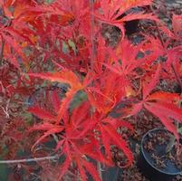 FASCINATION UPRIGHT JAPANESE MAPLE