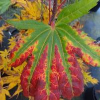 FESTIVAL UPRIGHT JAPANESE MAPLE