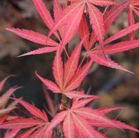 GINSHI UPRIGHT JAPANESE MAPLE