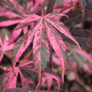 RAINBOW UPRIGHT JAPANESE MAPLE